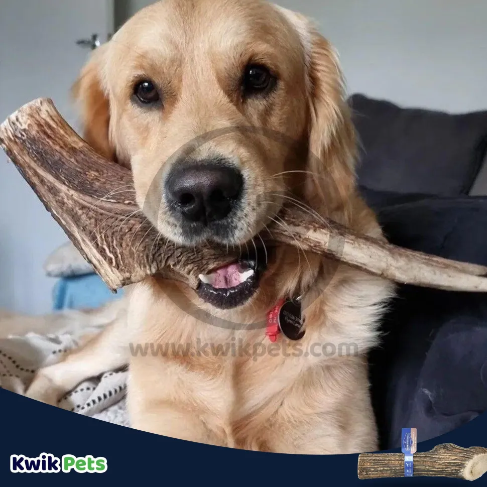 Barkworthies Whole Elk Antler Dog Chew for XL Breed Dogs