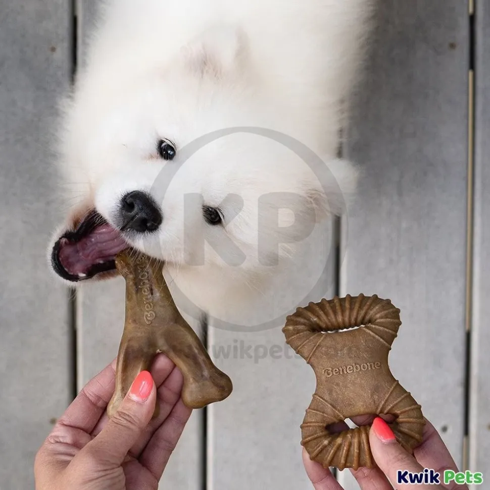 Benebone Dental Chew & Wishbone Dog Chew Toy Bacon Tiny 2 Count