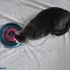 Bergan Catnip Cyclone Interactive Cat Toy