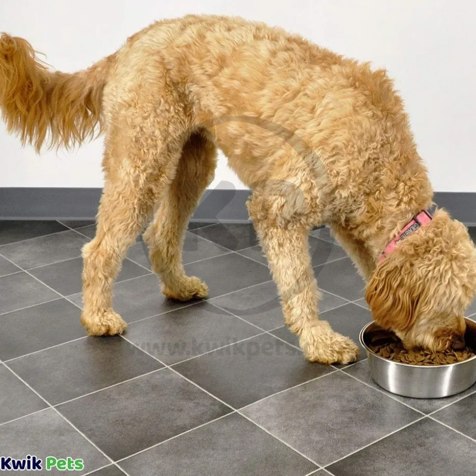 Bergan Maslow Stainless Steel Standard Dog Bowl 17-Cups Capacity