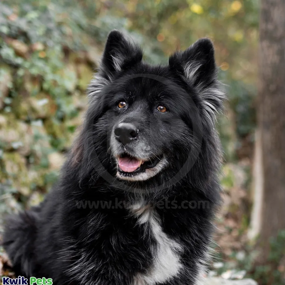 Bio-Groom Ultra Black Color Enhancing Dog Shampoo 12-oz