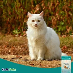 CANIDAE PURE Goodness for Digestion Adult Dry Cat Food Real Chicken 5-lb