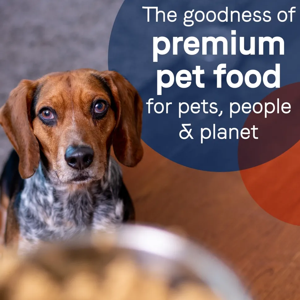 CANIDAE PURE Grain-Free Limited Ingredient Canned Dog Food Lamb, Turkey & Chicken 13-oz