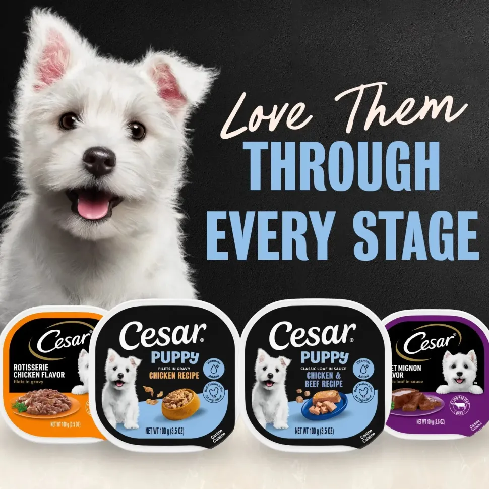 Cesar Classic Loaf in Sauce Puppy Wet Dog Food Chicken & Beef 3.5-oz