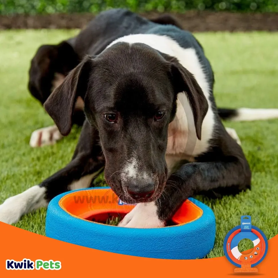 Chuckit! Fetch Wheel Dog Toy Blue/Orange Large