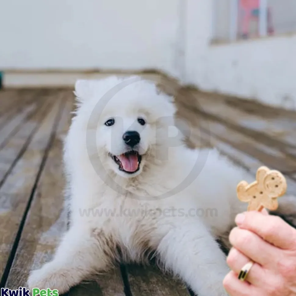 Cloud Star Buddy Biscuits Teeny Crunchy Dog Treats Peanut Butter 8-oz