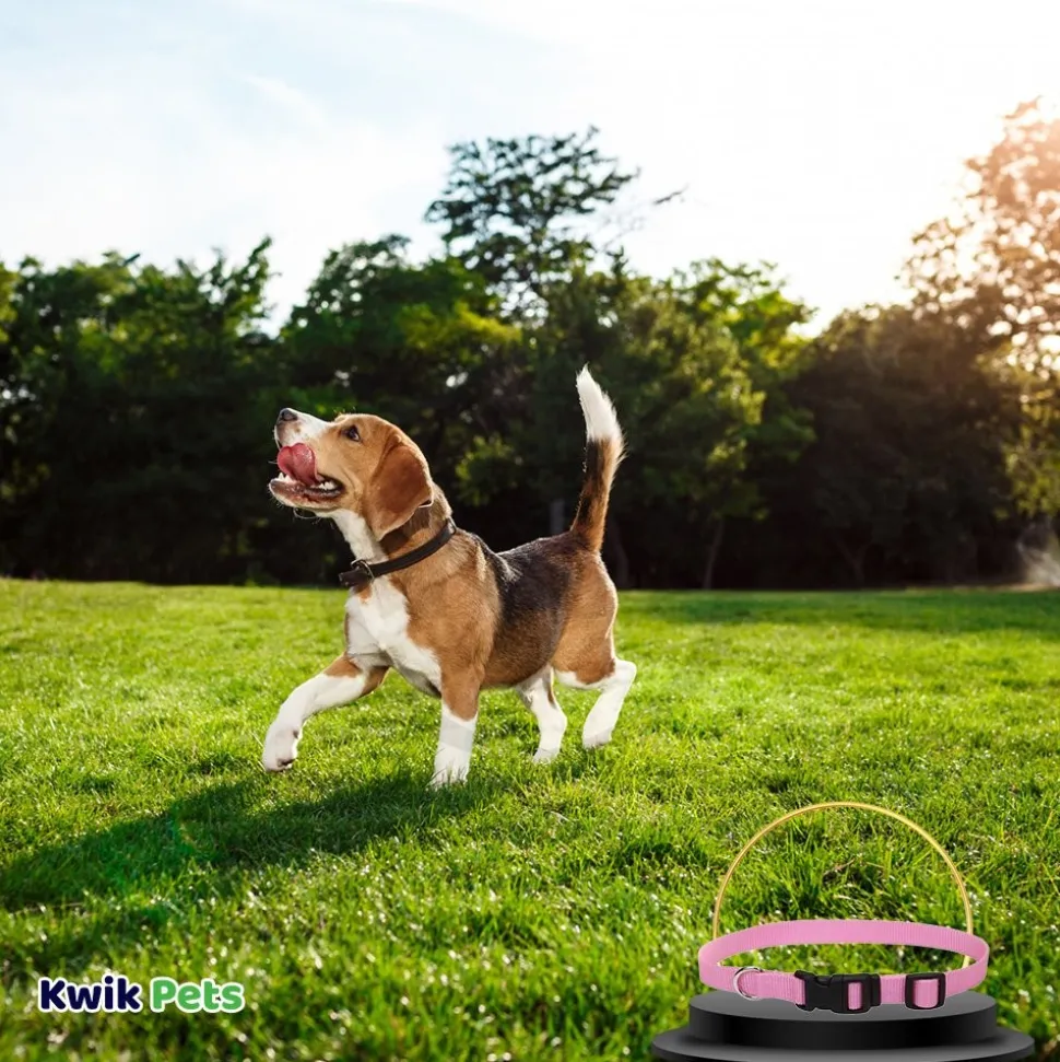 Coastal Adjustable Nylon Dog Collar with Plastic Buckle Bright Pink 5/8 in X 10-14 in