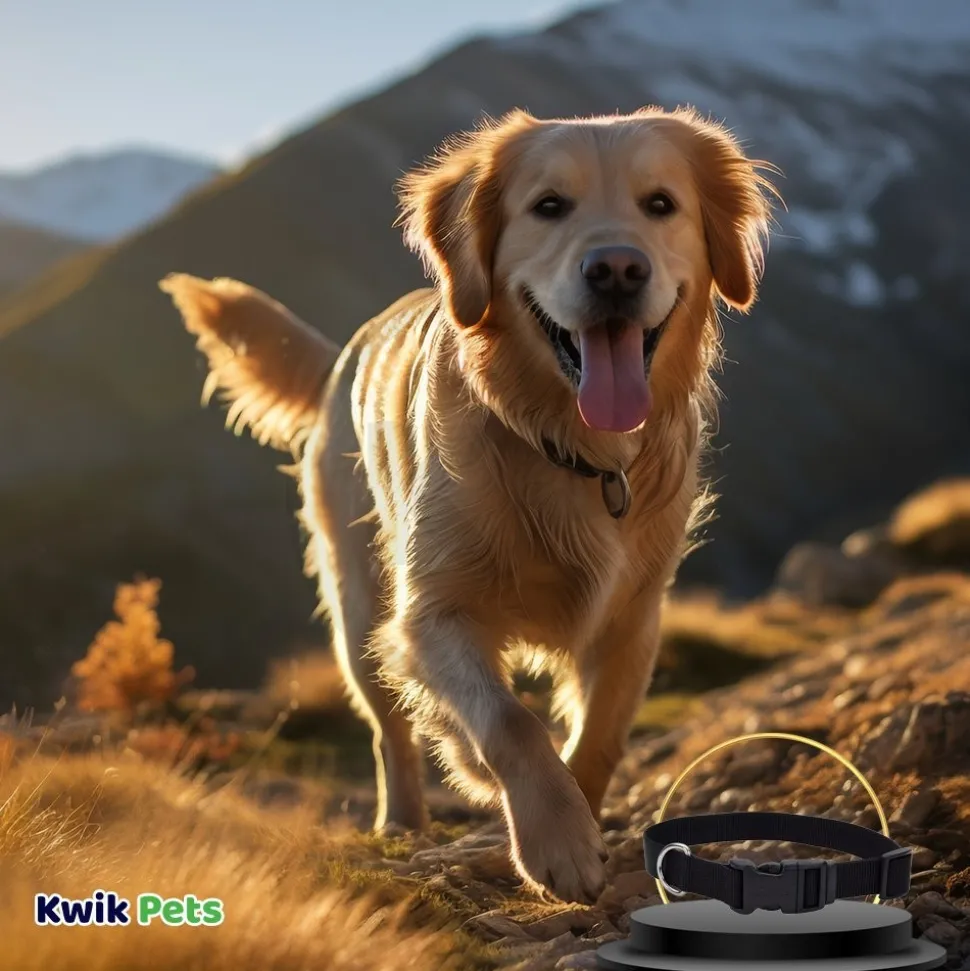 Coastal Adjustable Nylon Dog Collar with Plastic Buckle Black 5/8 in X 10-14 in