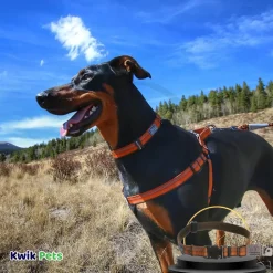 Coastal K9 Explorer Reflective Adjustable Dog Collar Campfire Orange 1 in X 12-18 in