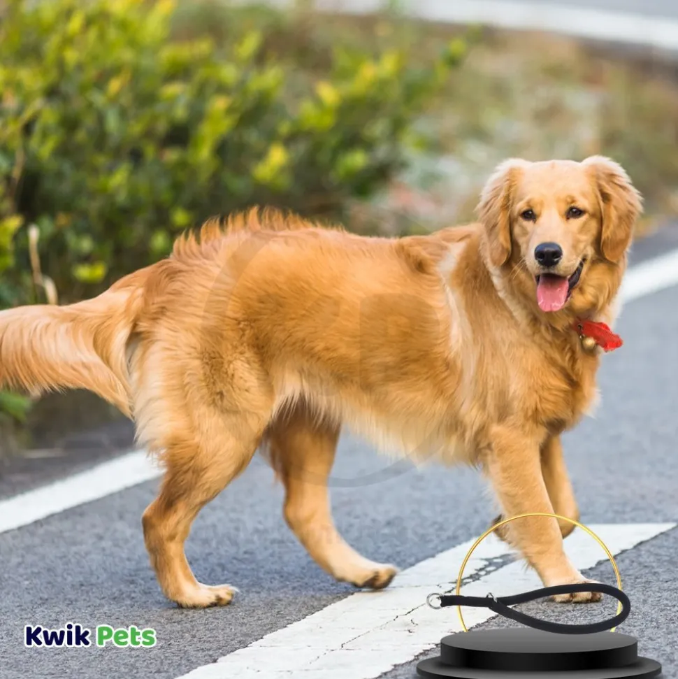 Coastal Round Nylon Dog Training Collar Black 3/8 in X 24 in