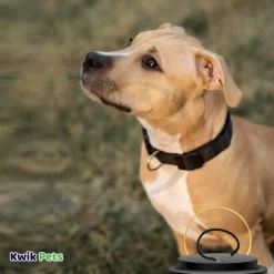 Coastal Round Nylon Training Dog Collar Black 3/8 in X 18 in