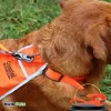 Coastal Water & Woods Dog Leash Safety Orange 6 ft
