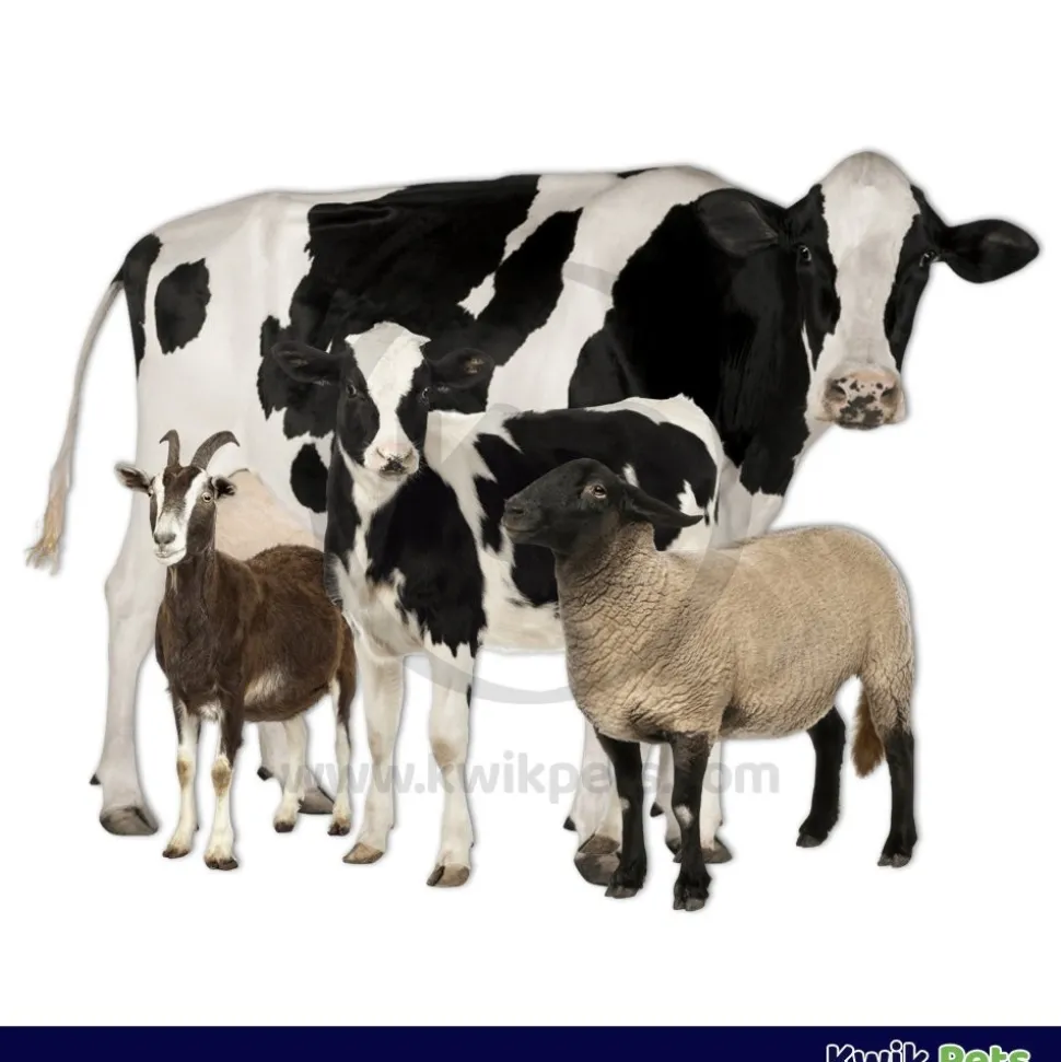 Durvet Bloat Treatment for Cattle Sheep & Goats 12-oz