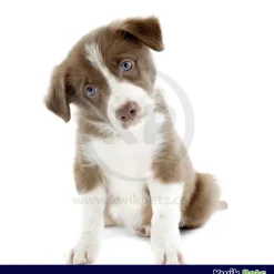 Durvet Triple Wormer Chewable Tablets for Small Dogs & Puppies 2 Count