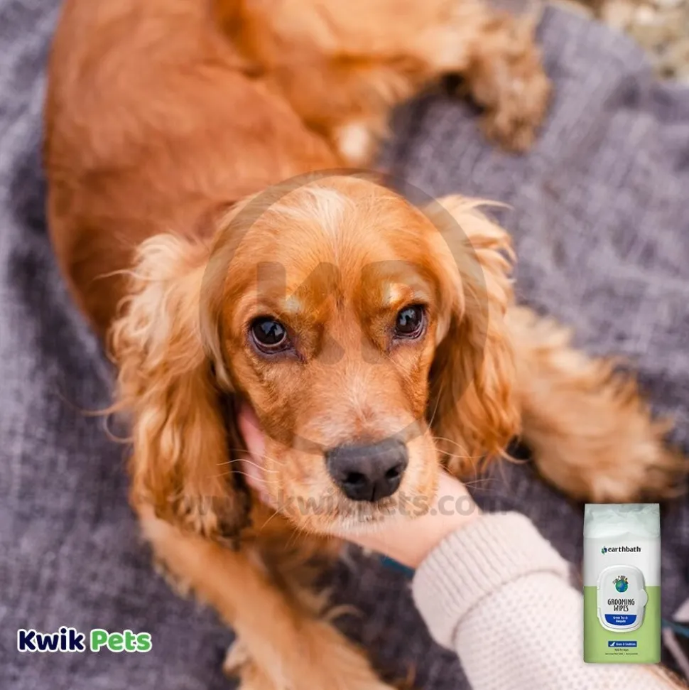 Earthbath Grooming Wipes for Dogs Green Tea & Awapuhi 100 Count