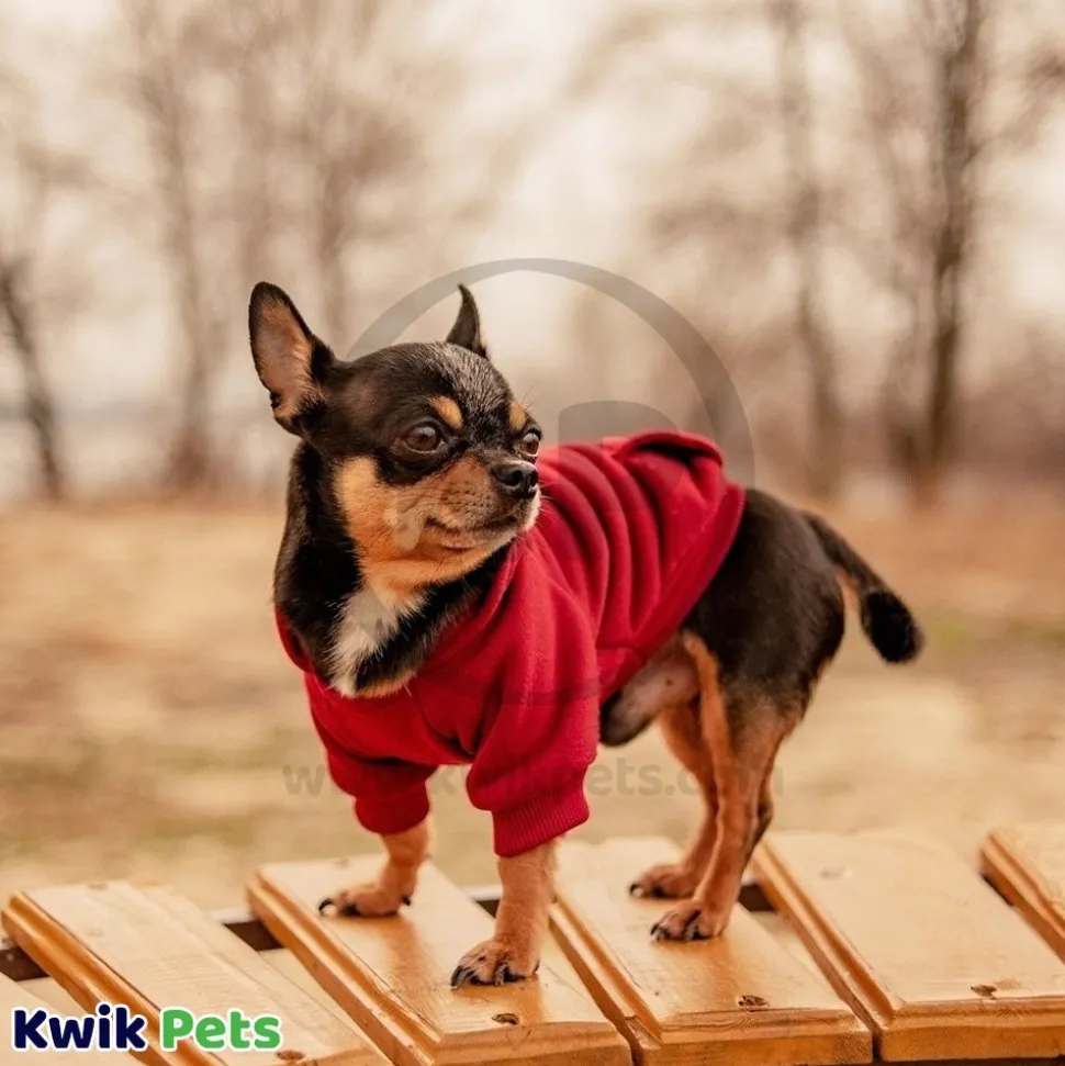 Fashion Pet Cosmo Vest w/Hood Red Medium