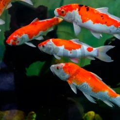 Hikari USA Wheat-Germ Floating Large Pellets Fish Food for Koi Goldfish & Other Pond Fishes 11-lb
