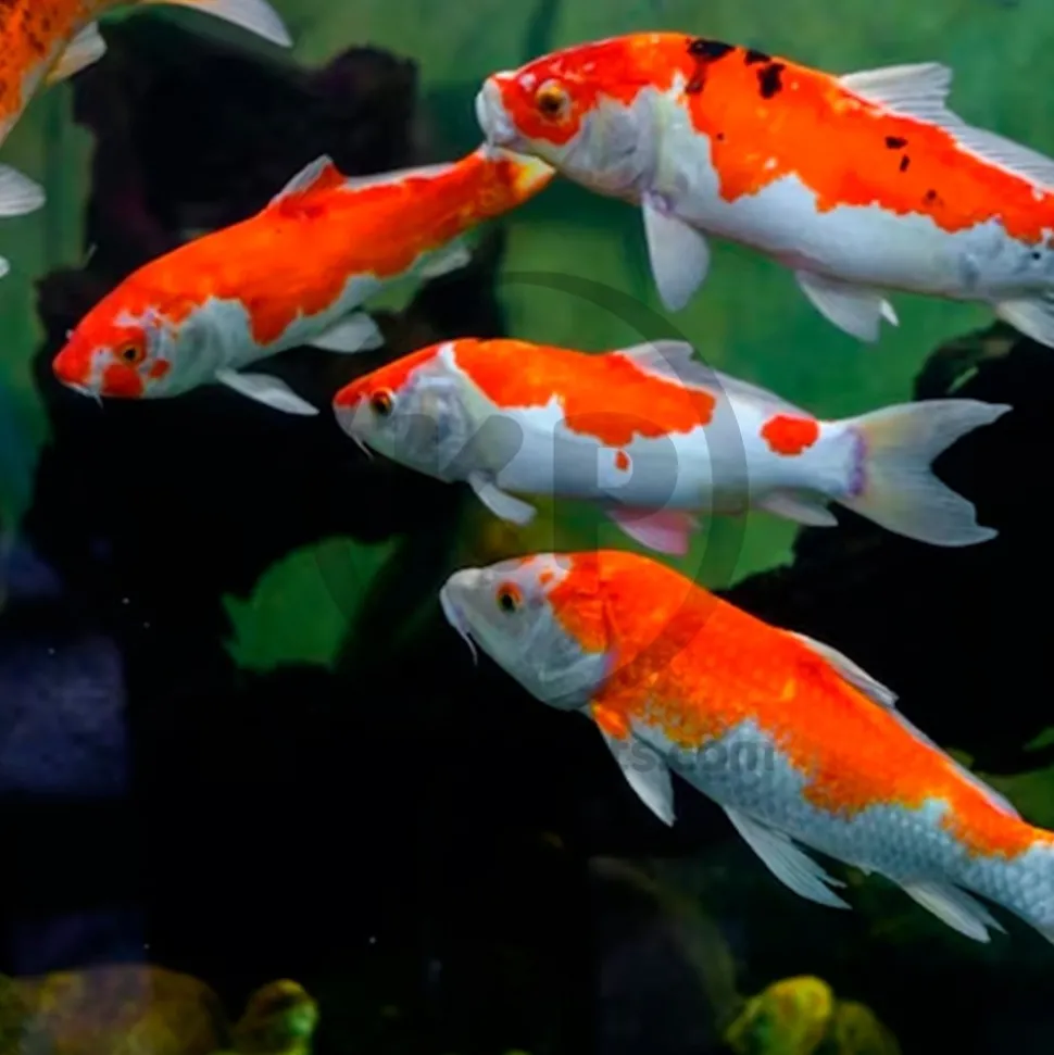 Hikari USA Wheat-Germ Sinking Medium Pellets Fish Food for Koi Goldfish & Other Pond Fishes 17.6-oz