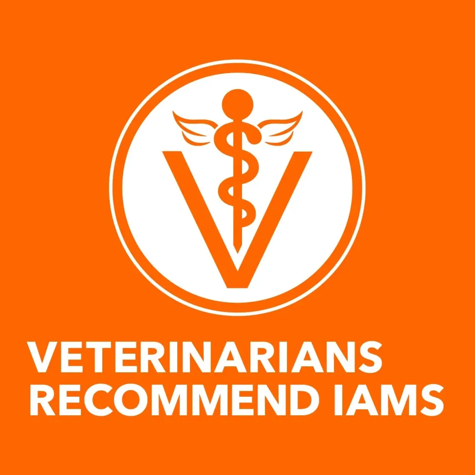 IAMS ProActive Health Healthy Enjoyment Adult Dry Cat Food Chicken & Salmon 6-lb