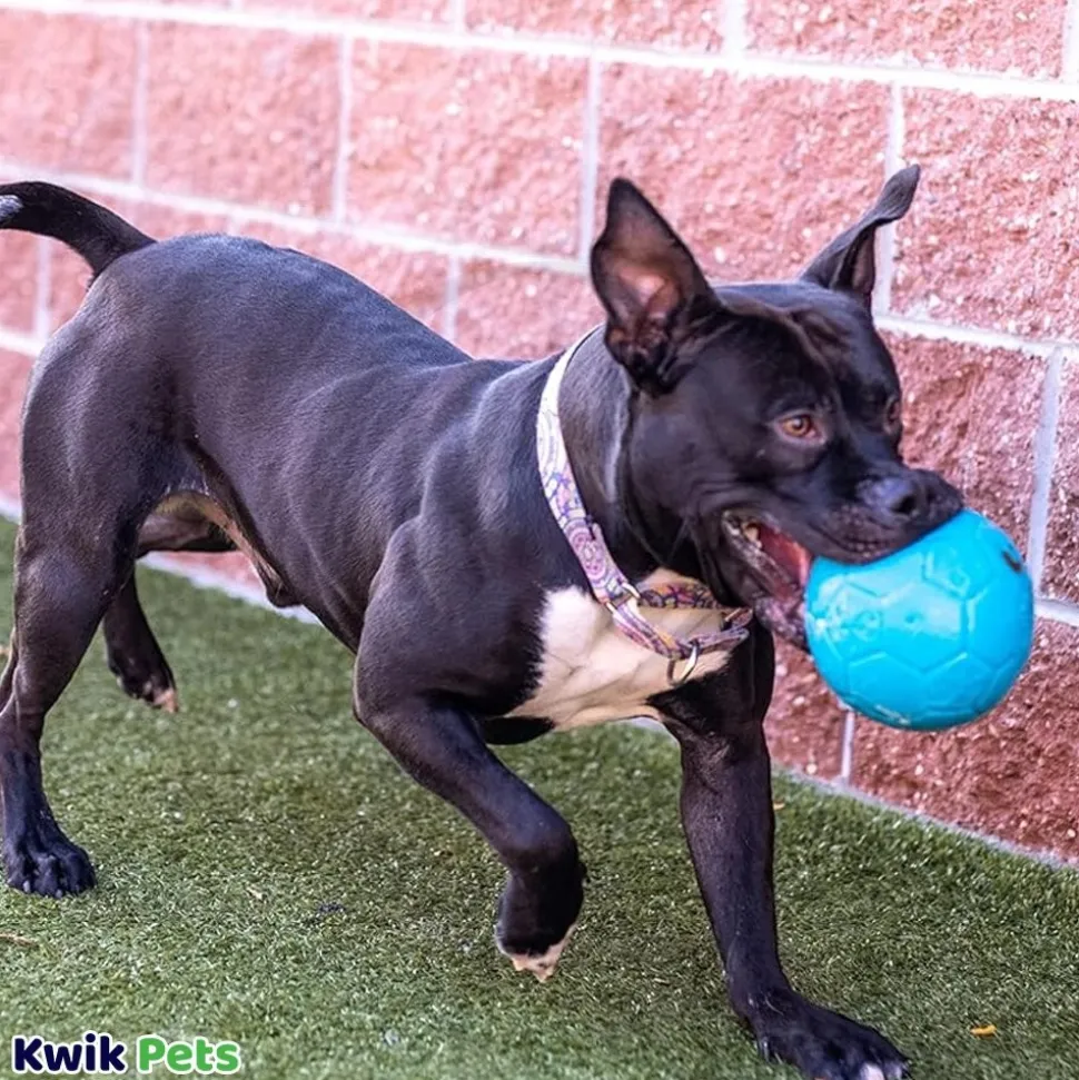 Jolly Pet Soccer Ball Boxed Dog Toy Blue Large 8-in