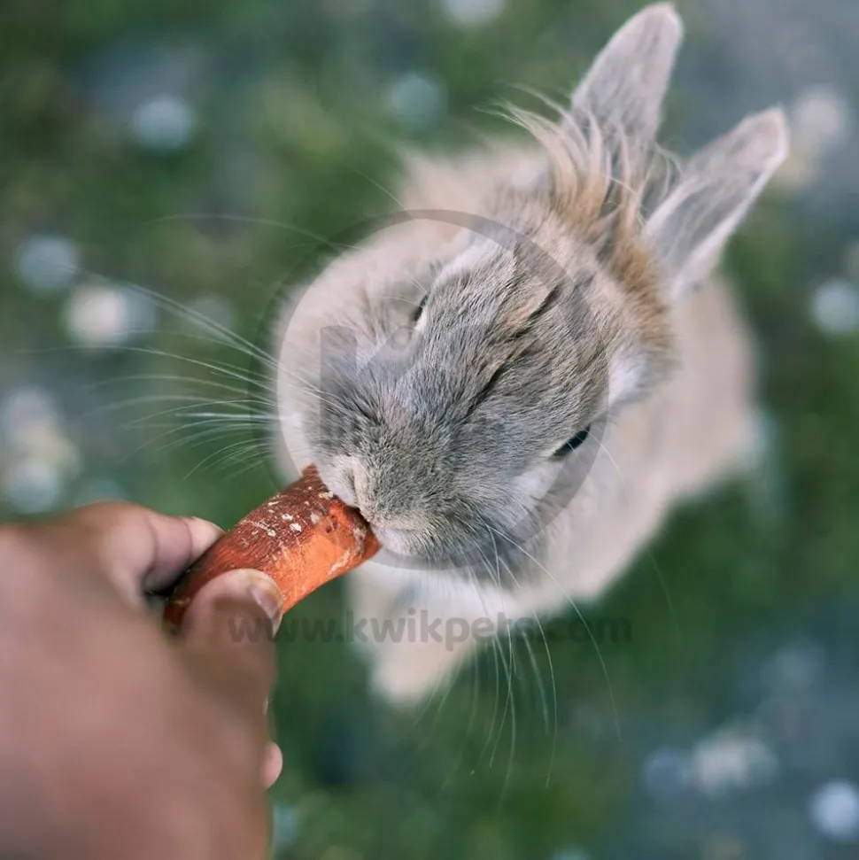Kaytee Apple Orchard Sticks for Small Animals 10 Count