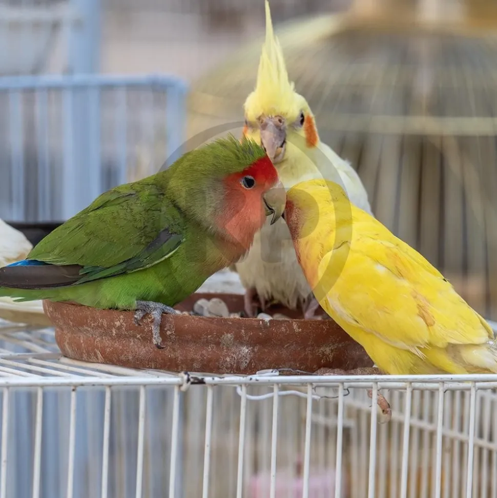 Kaytee Exact Rainbow Cockatiel Food 3-lb