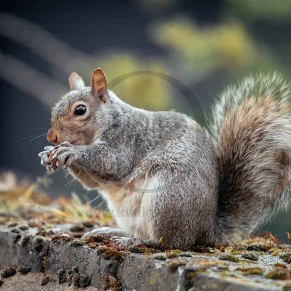Kaytee Squirrel & Critter Blend Wildlife Food 10-lb