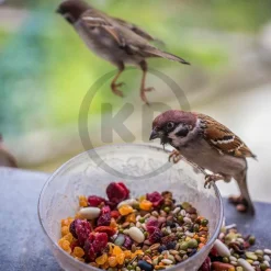 Kaytee Ultra Waste Free Nut & Raisin Blend Wild Bird Food 5-lb