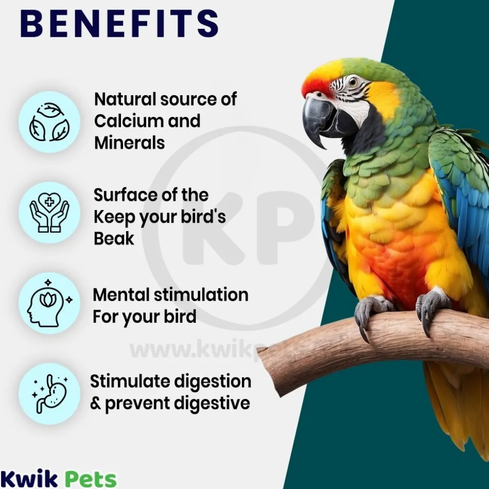 Living World Cuttlebone for Birds Large 6-7 in 2 Count