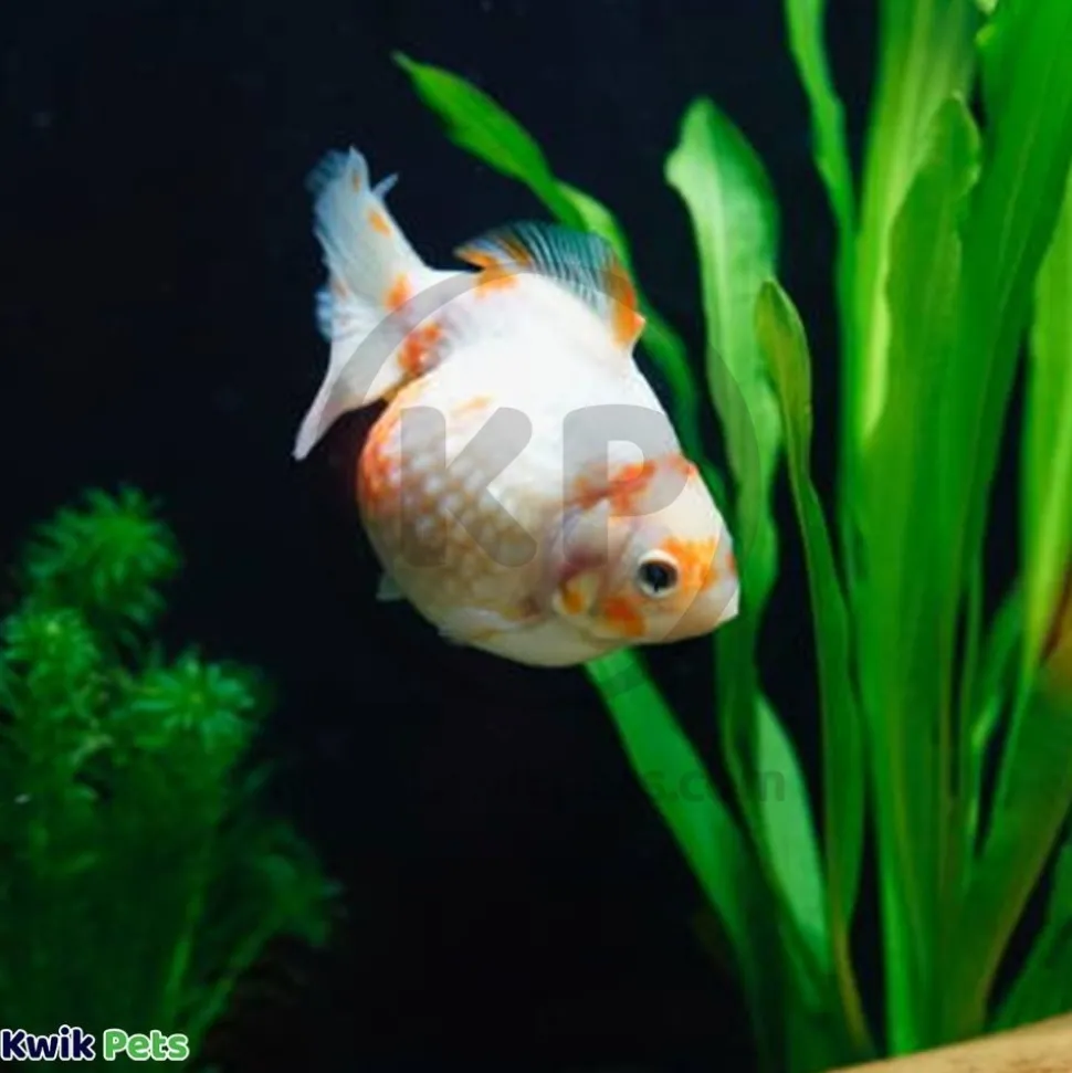 Mag-Float Floating Aquarium Acrylic Cleaner Large