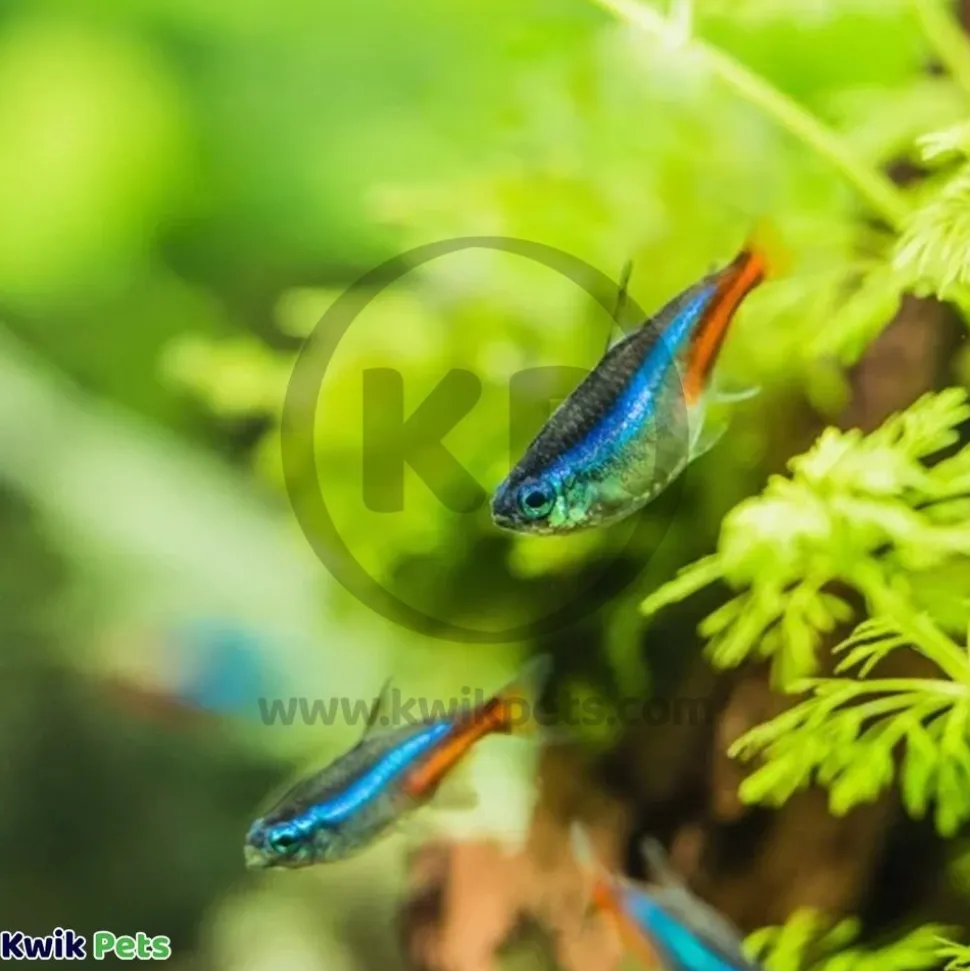 Mag-Float Scraper Blades for Floating Magnet Glass Aquarium Cleaner Small & Medium 2 Count