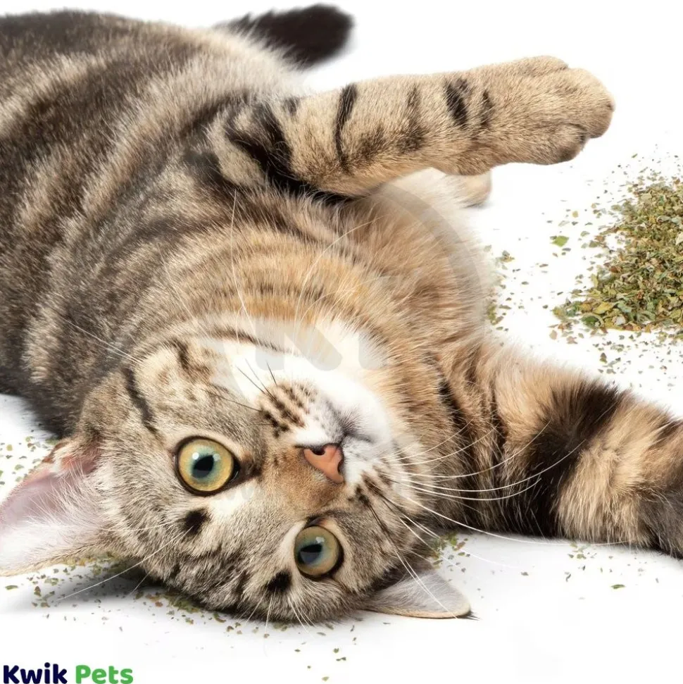OurPets Cosmic 100% Natural Catnip Jar 1.25-oz
