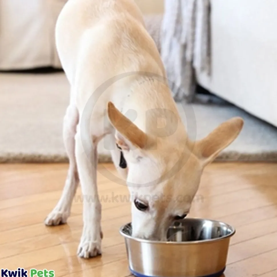 OurPets Durapet Premium Rubber Bonded Stainless Steel Cat Bowl Silver 8-oz
