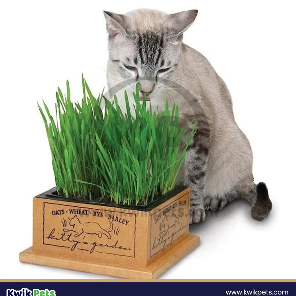 Pioneer Pet SmartCat Kitty's Garden Edible Grass Refill Kit