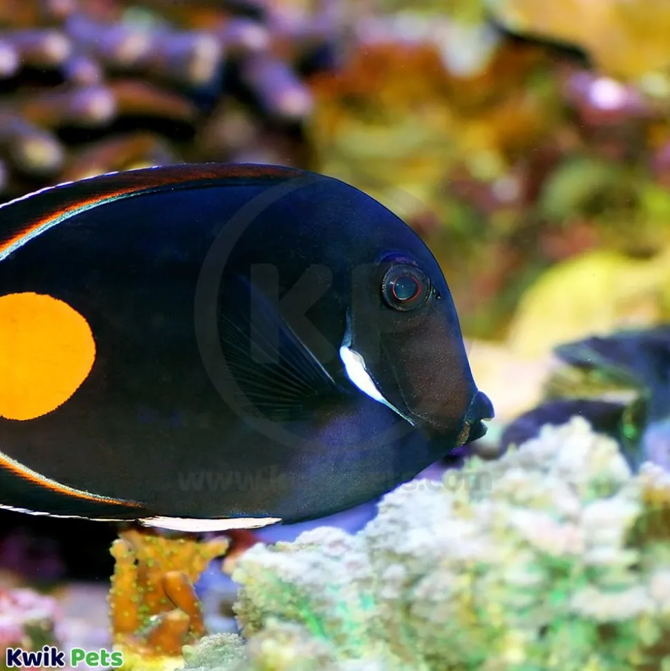 Salifert pH Profi-Test Kit for Aquarium 50 Tests