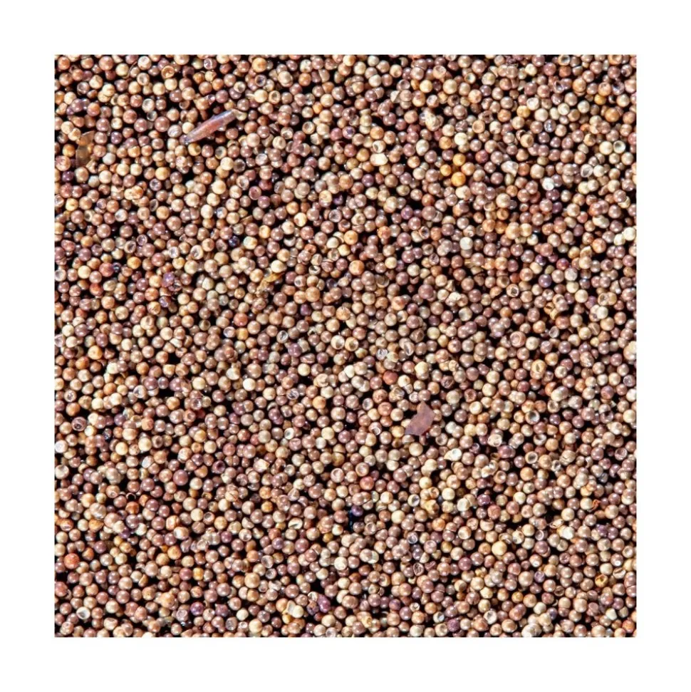 San Fransisco Bay Brand Brine Shrimp Eggs 6 gms