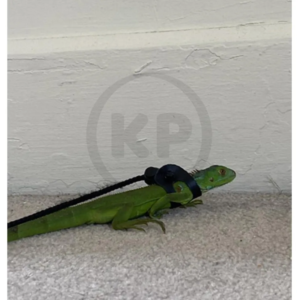 T-Rex Reptile Comfort Leash Small