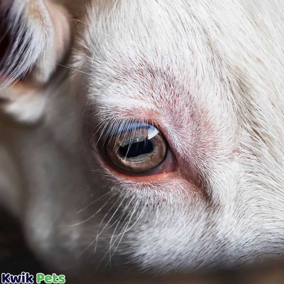 Vetericyn Plus Antimicrobial Ophthalmic Gel for Animals 3-oz