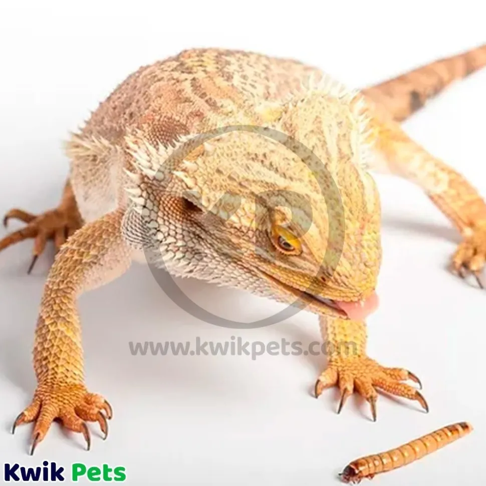 Zilla Mealworms Reptile Munchies 3.75-oz