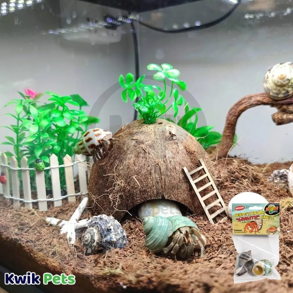 Zoo Med Hermit Crab Growth Shell Assorted Medium 2 Count