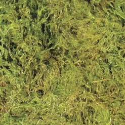 Zoo Med Terrarium Moss Substrate Green XL 30-40 gal