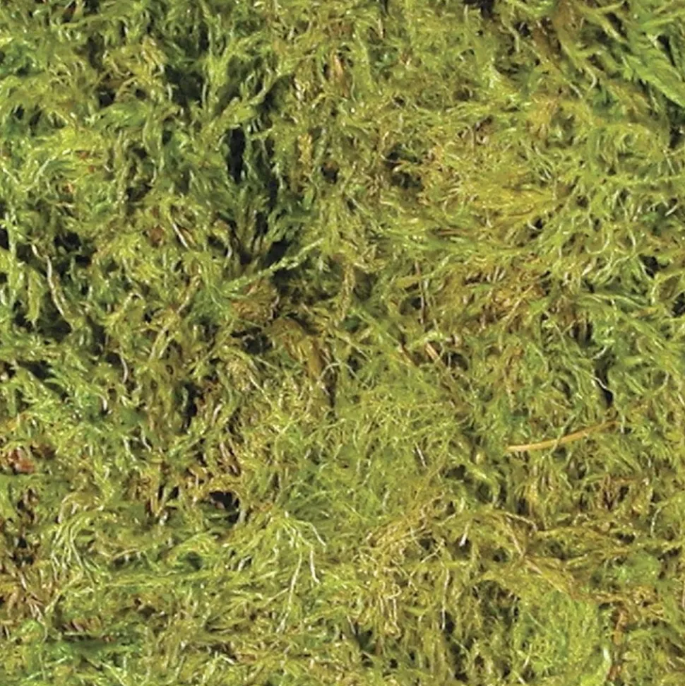 Zoo Med Terrarium Moss Substrate Green XL 30-40 gal
